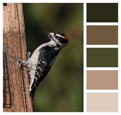 Wing Downy Woodpecker Bird Image